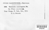 Uncinula macrospora image